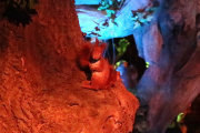 Eekhoorn in <a href="/lemma/Droomvlucht" title="Droomvlucht">Droomvlucht</a>.