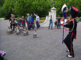 <a href="/lemma/Ganzenfanfare" class="mw-redirect" title="Ganzenfanfare">Ganzenfanfare</a>, 2006