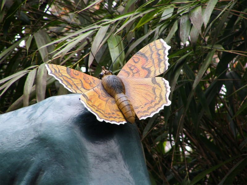 Bestand:Langnek vlinder.png