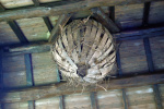 Het nest van de Liervogel