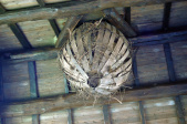 Eigen foto