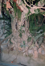 Jungle, 01-1986. De boom voor de eerste kalief waar, in het gat in het midden van de boom, de tak met de slangen wordt bevestigd.
