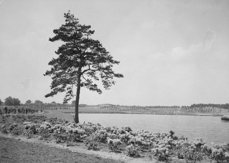 Bestand:Siervijver-1953-boom.jpg