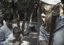 <a href="/lemma/Matroos_Gijs" title="Matroos Gijs">Matroos Gijs</a> in <a href="/lemma/1983" title="1983">1983</a>