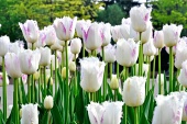 Tulipa Efteling in het park - Foto: Efteling Facebook