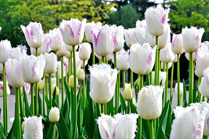 Bestand:Tulipa efteling.jpg