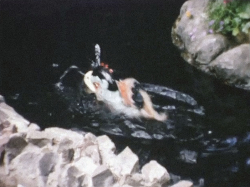 Bestand:Dd1965.jpg