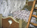<a href="/lemma/Pieckmuis" title="Pieckmuis">Pieckmuisfamilie</a> in een bedje van de slaapkamer van <a href="/lemma/De_Wolf_en_de_Zeven_Geitjes" title="De Wolf en de Zeven Geitjes">De Wolf en de Zeven Geitjes</a>, eind jaren zeventig