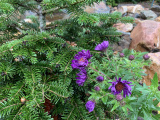 Asters in bosgebied rond De Zes Zwanen in september 2019 - Foto: Eftepedia