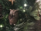 Uil &quot;zien&quot; in kerstboom Leerhuys, winter 2017