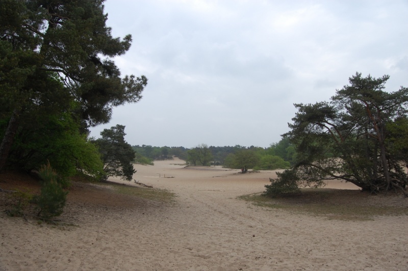 Bestand:Bomen in de duinen.jpg