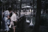 Groenestrook met vijvertje aan het <a href="/lemma/Anton_Pieckplein" title="Anton Pieckplein">Anton Pieckplein</a> in <a href="/lemma/1960" title="1960">1960</a>