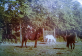 Paarden op manege, beheerd door familie Gabriëls, <a href="/lemma/Rijsporthoeve_De_Efteling" title="Rijsporthoeve De Efteling">Rijsporthoeve De Efteling</a> - Foto: Gerard Zijlmans {{intern|gebruikt met toestemming}}