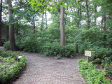 Dienstpad rechts van <a href="/lemma/Droomvlucht" title="Droomvlucht">Droomvlucht</a>, met de splitsing tussen de nooduitgang tussen de attractie (links), het stukje dienstterrein van de <a href="/lemma/Tuindienst" class="mw-redirect" title="Tuindienst">Tuindienst</a> en het pad aansluitend op het <a href="/lemma/Ton_van_de_Venplein" title="Ton van de Venplein">Ton van de Venplein</a>. Tegenwoordig staat hier <a href="/lemma/Raveleijn" title="Raveleijn">Raveleijn</a>. Foto uit juni <span class="redlink">2009</span>