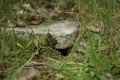 Terrein van voormalig bungalowpark <a href="/lemma/Het_Kraanven" title="Het Kraanven">Het Kraanven</a>, zomer 2009