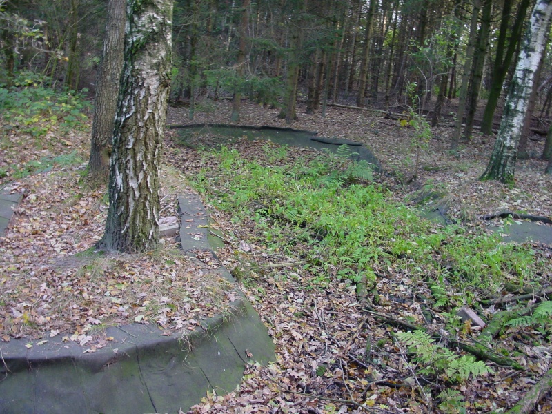 Bestand:Vijverinbos.jpg