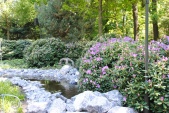 Rododendrons bij de <a href="/lemma/Sprookjesboom" title="Sprookjesboom">Sprookjesboom</a>