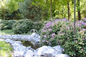 Rododendrons bij de <a href="/lemma/Sprookjesboom" title="Sprookjesboom">Sprookjesboom</a>