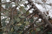 Tak- en bladverbindingen in de Sprookjesboom - Foto via Eftelist.nl