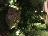Uil &quot;zwijgen&quot; in kerstboom Leerhuys, winter 2017