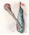 Alternatief ontwerp voor de <a href="/lemma/Knuppel_uit_de_Zak" title="Knuppel uit de Zak">Knuppel uit de Zak</a> door <a href="/lemma/Anton_Pieck" title="Anton Pieck">Anton Pieck</a>