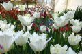 <a href="/lemma/Efteling_Tulp" title="Efteling Tulp">Efteling Tulp</a> in één van de bloembakken nabij het <a href="/lemma/Efteling_Museum" title="Efteling Museum">Efteling Museum</a> op het <a href="/lemma/Anton_Pieckplein" title="Anton Pieckplein">Anton Pieckplein</a>. (Foto: Jos, 2013)
