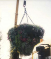 <a href="/lemma/Hanging_Basket" title="Hanging Basket">Hanging Basket</a> van 2.000 kg wordt middels hijskraan verplaatst.