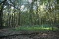 Terrein van voormalig bungalowpark <a href="/lemma/Het_Kraanven" title="Het Kraanven">Het Kraanven</a>, zomer 2009