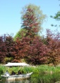 Rode beuken bij de <a href="/lemma/Gondoletta" title="Gondoletta">Gondoletta</a>