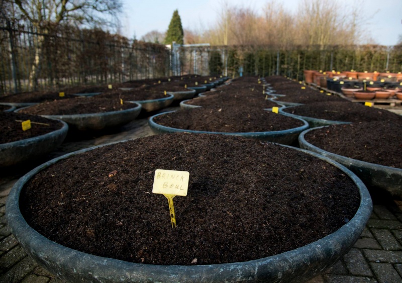 Bestand:Groendienst plantschalen.jpg