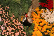 Fazant in <a href="/lemma/Droomvlucht" title="Droomvlucht">Droomvlucht</a>.