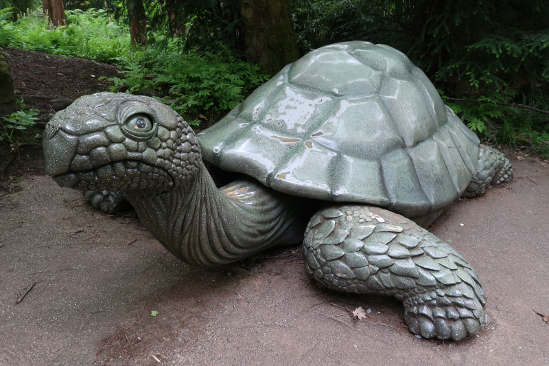 Bestand:PandaDroom Wandelwoud Schildpad.jpg