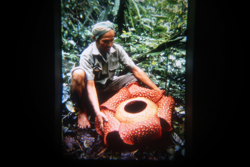 Bestand:Fabula Speelwereld Jungle 3.jpg