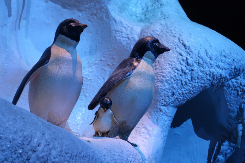 Bestand:Fabula Speelwereld Polen 2.jpg