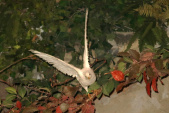 Duif in <a href="/lemma/Droomvlucht" title="Droomvlucht">Droomvlucht</a>.
