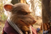 <a href="/lemma/Rattar" title="Rattar">Rattar</a> close up.