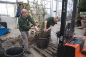 Planten worden verpot in de plantenkassen - Foto: Efteling Twitter en Facebook