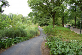 <a href="/lemma/Zwembadlaan" title="Zwembadlaan">Zwembadlaan</a> 2 augustus 2014. Het parallelle voorheen-schelpenpad links is geasfalteerd ter voorbereiding op de afsluiting van de hoofdroute.
