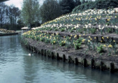 Narcissen in de borderbakken naast de <a href="/lemma/Gondolettavijver" class="mw-redirect" title="Gondolettavijver">Gondolettavijver</a> in <a href="/lemma/1982" title="1982">1982</a>
