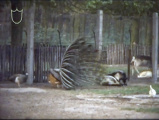 <a href="/lemma/Veulenweide" title="Veulenweide">Veulenweide</a> met verschillende dieren, eind jaren zeventig